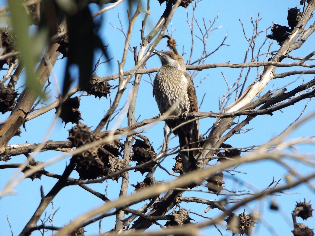 Western Wattlebird - ML180553251