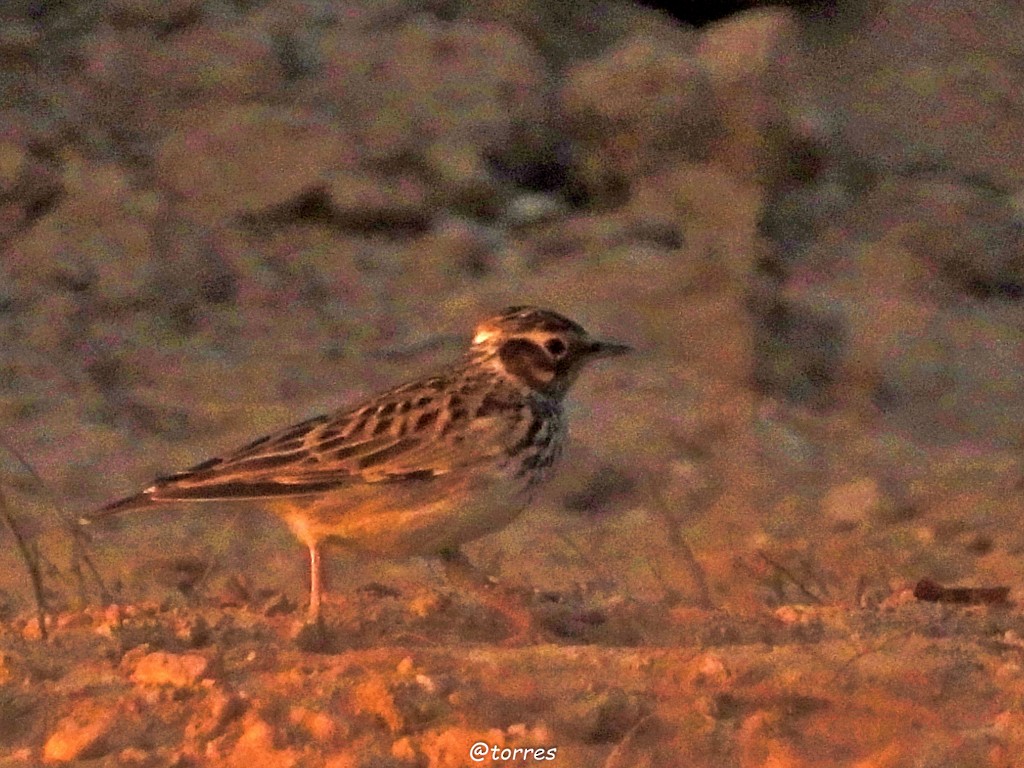 Wood Lark - ML180553411