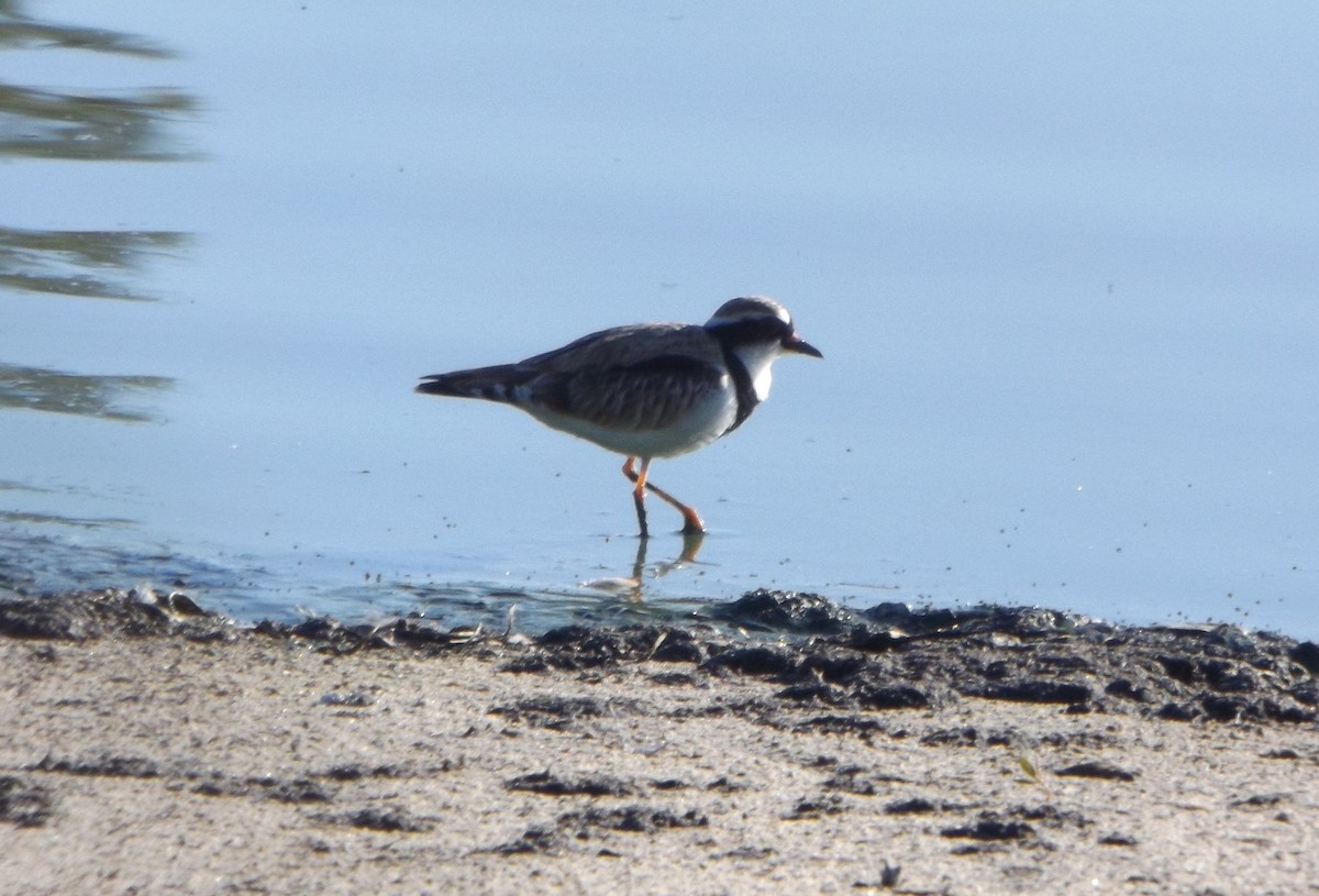 Black-fronted Dotterel - ML180553521