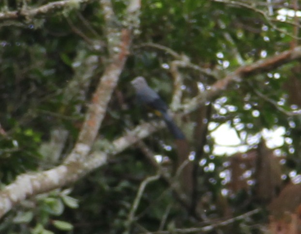 Gray Silky-flycatcher - Carlos Torrijos