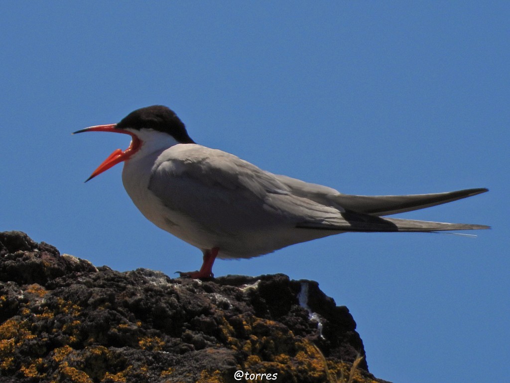 Common Tern - ML180555021