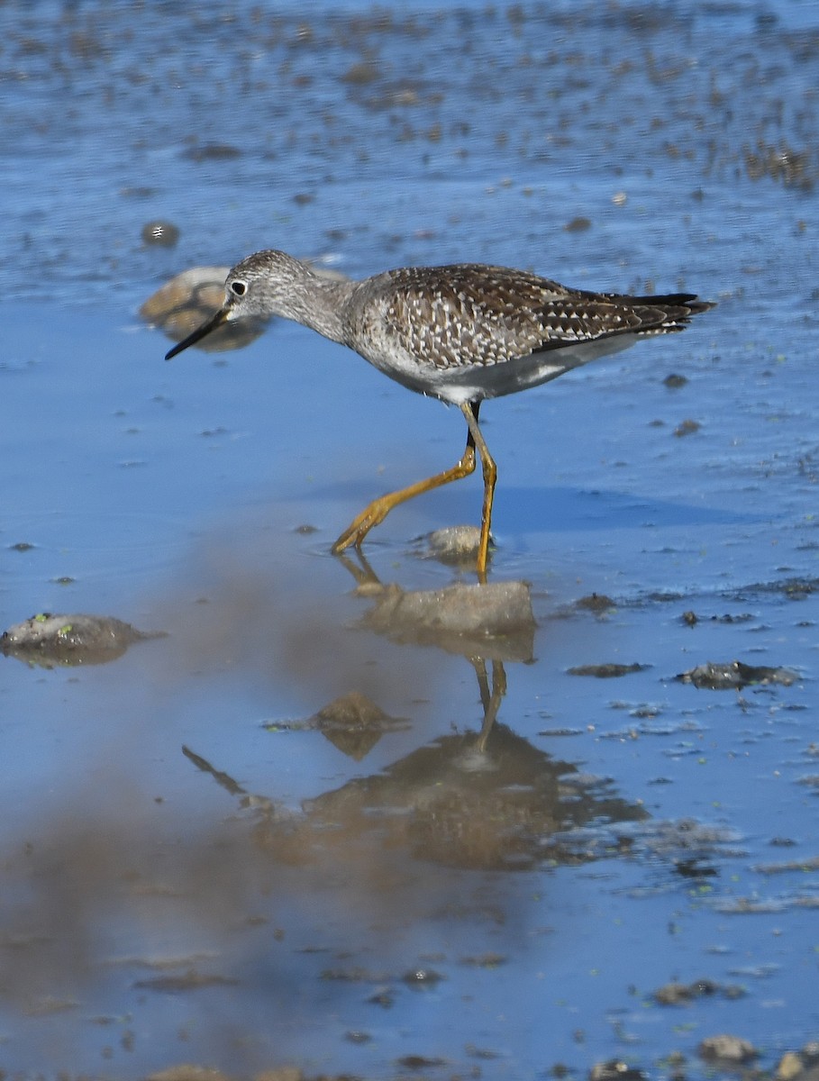 Lesser Yellowlegs - Martha Wilson