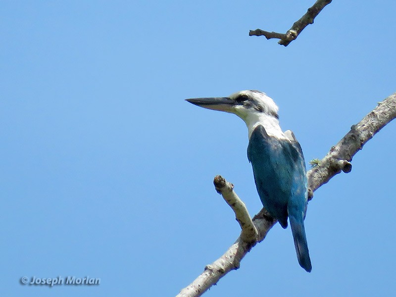 Mariana Kingfisher - ML180558521