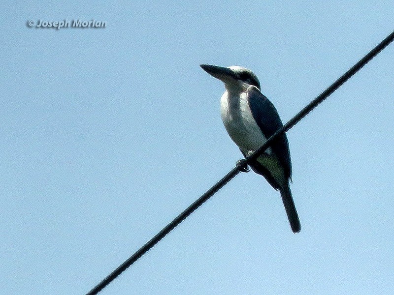 Mariana Kingfisher - ML180558591