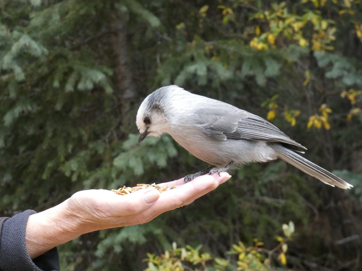 Canada Jay - ML180558661