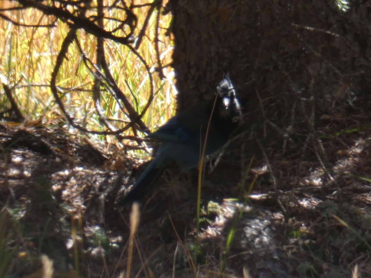 Steller's Jay - ML180558751