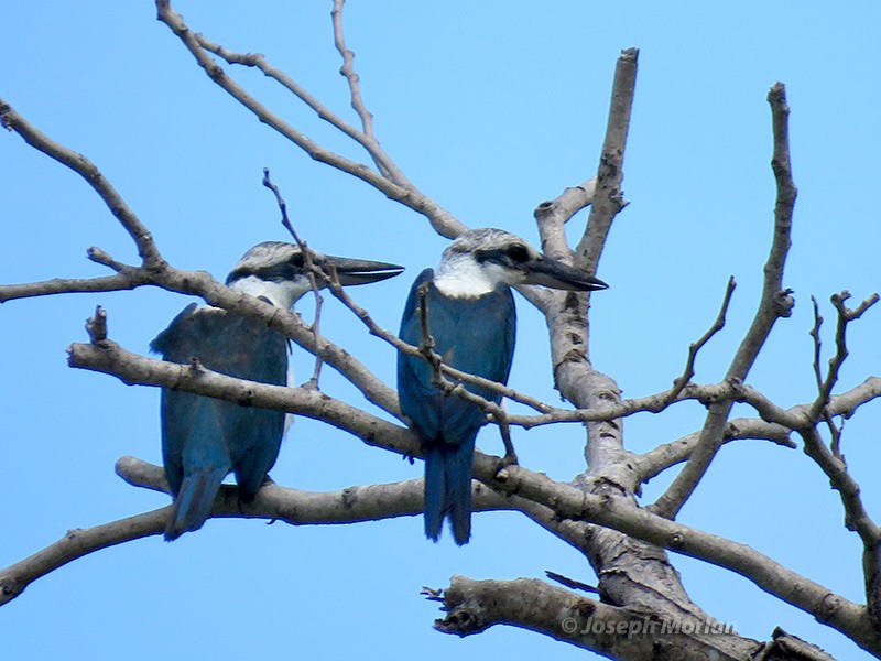 Mariana Kingfisher - ML180558781