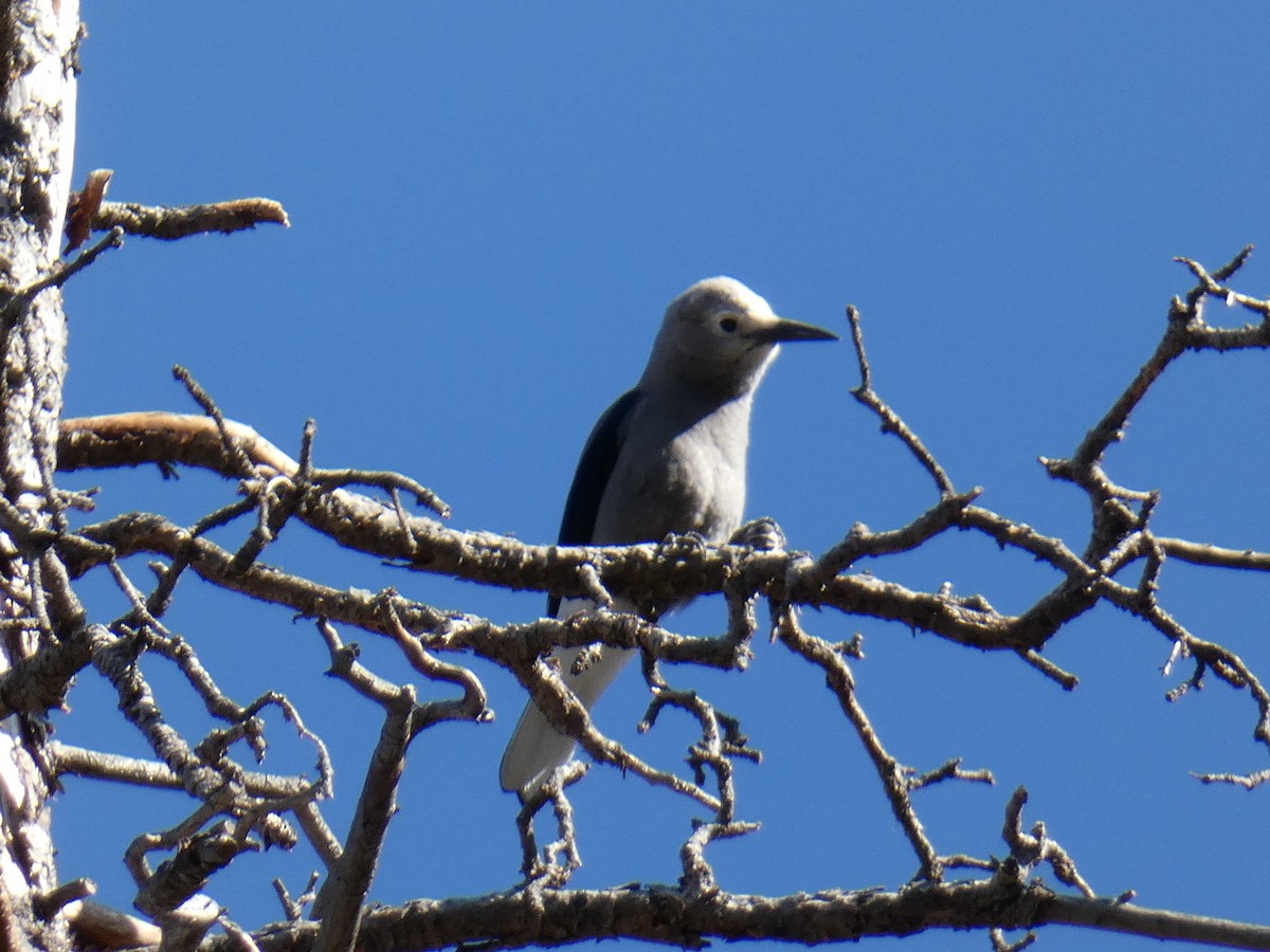 Clark's Nutcracker - ML180558801