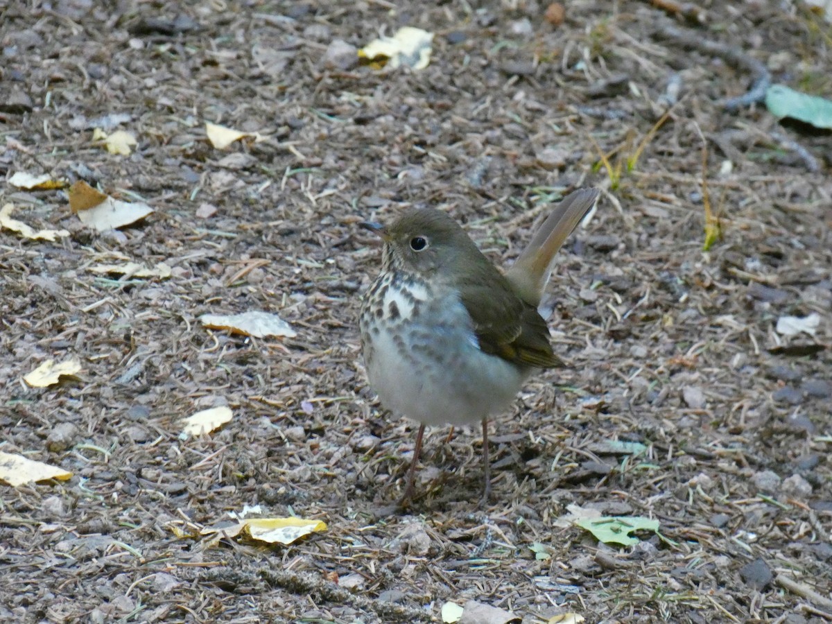 קיכלי חלוד-זנב - ML180558951