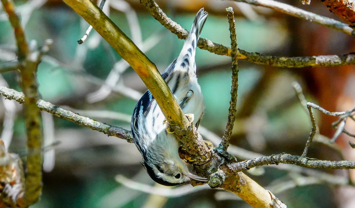Black-and-white Warbler - Gale VerHague