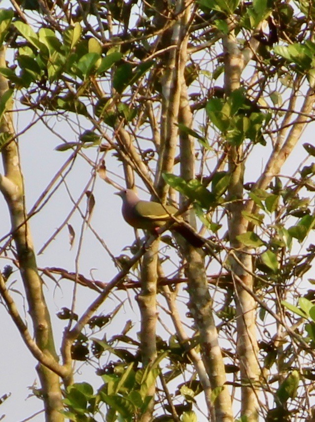 Pink-necked Green-Pigeon - ML180561871