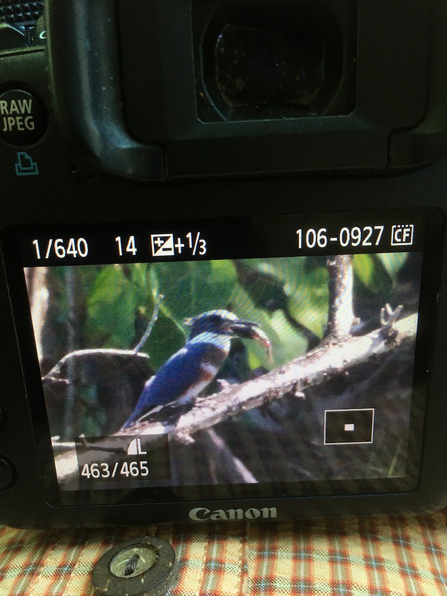 Belted Kingfisher - Sherman  Wing
