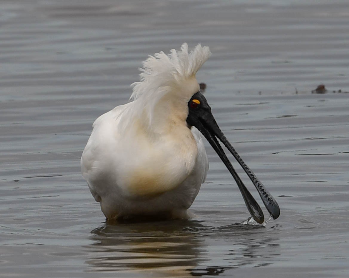 Royal Spoonbill - Roy Burgess