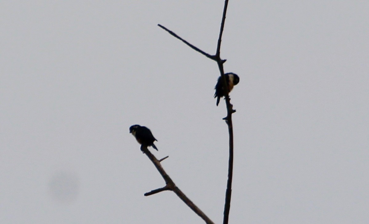 Black-thighed Falconet - ML180564211