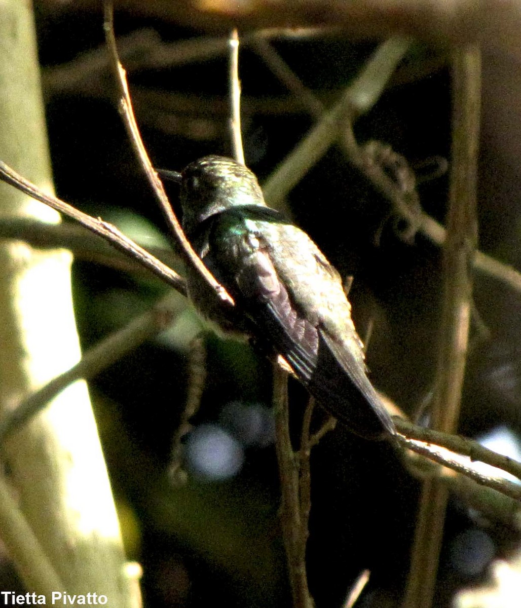 kolibřík safírový - ML180565141