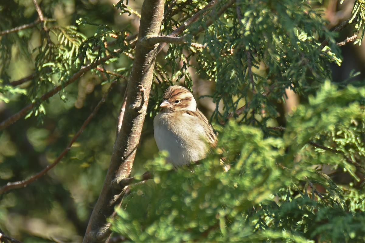 Clay-colored Sparrow - ML180565641