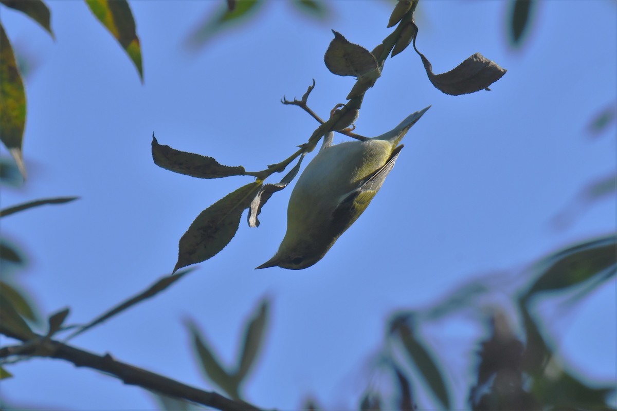 סבכון טנסי - ML180565881