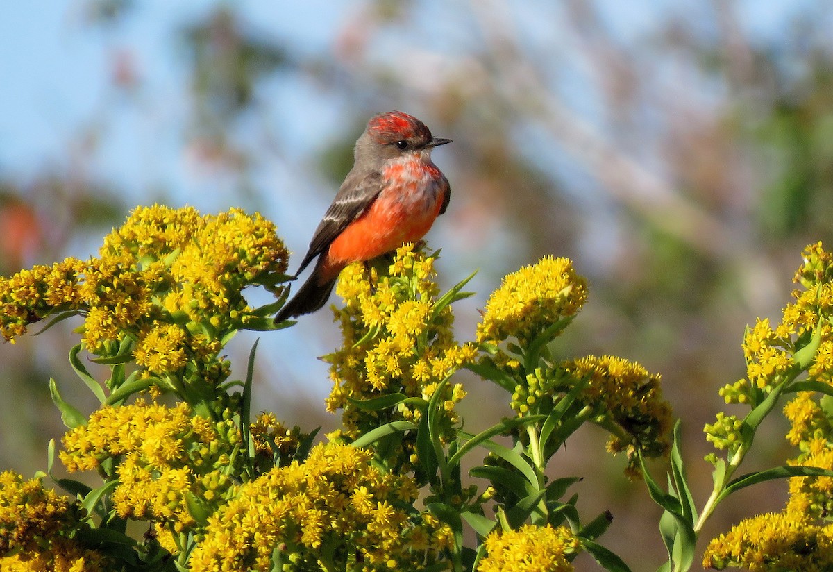 Vermilion Flycatcher - Tom Boyle