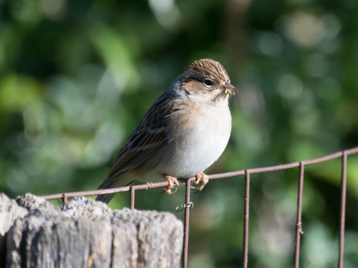 Clay-colored Sparrow - ML180568781