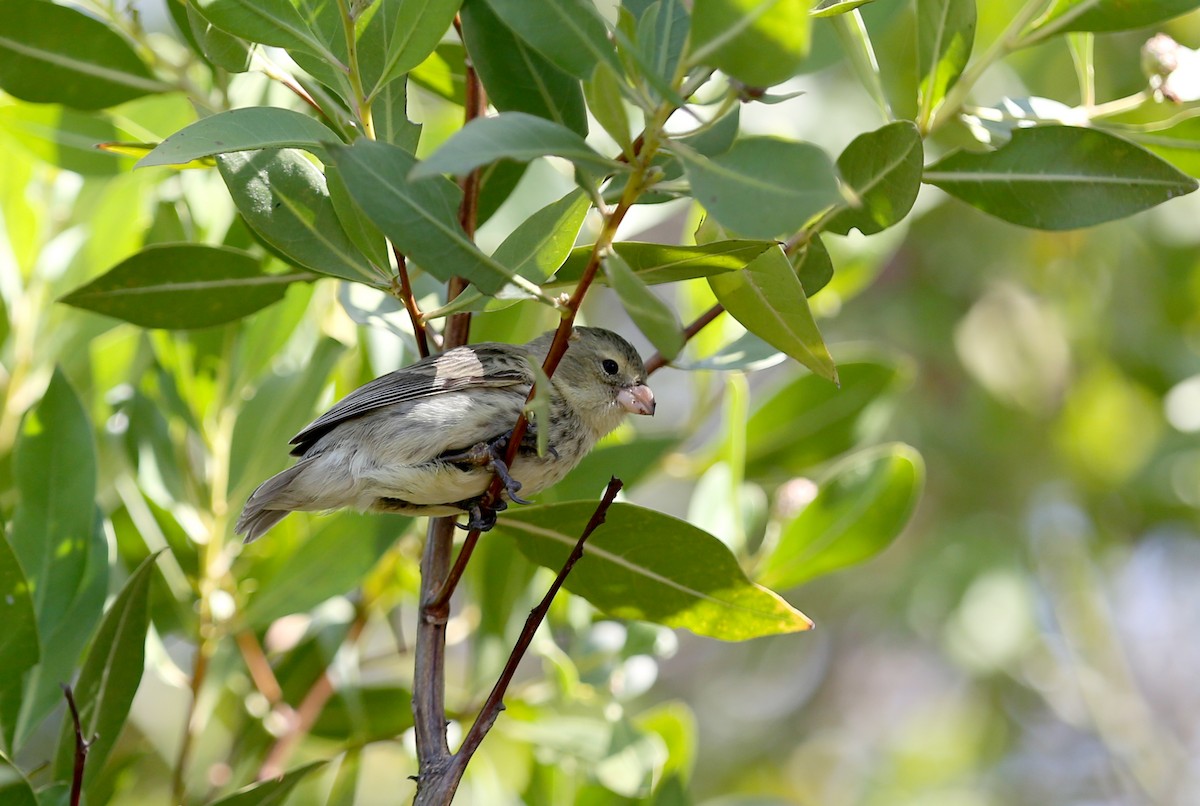 Small Tree-Finch - ML180569031