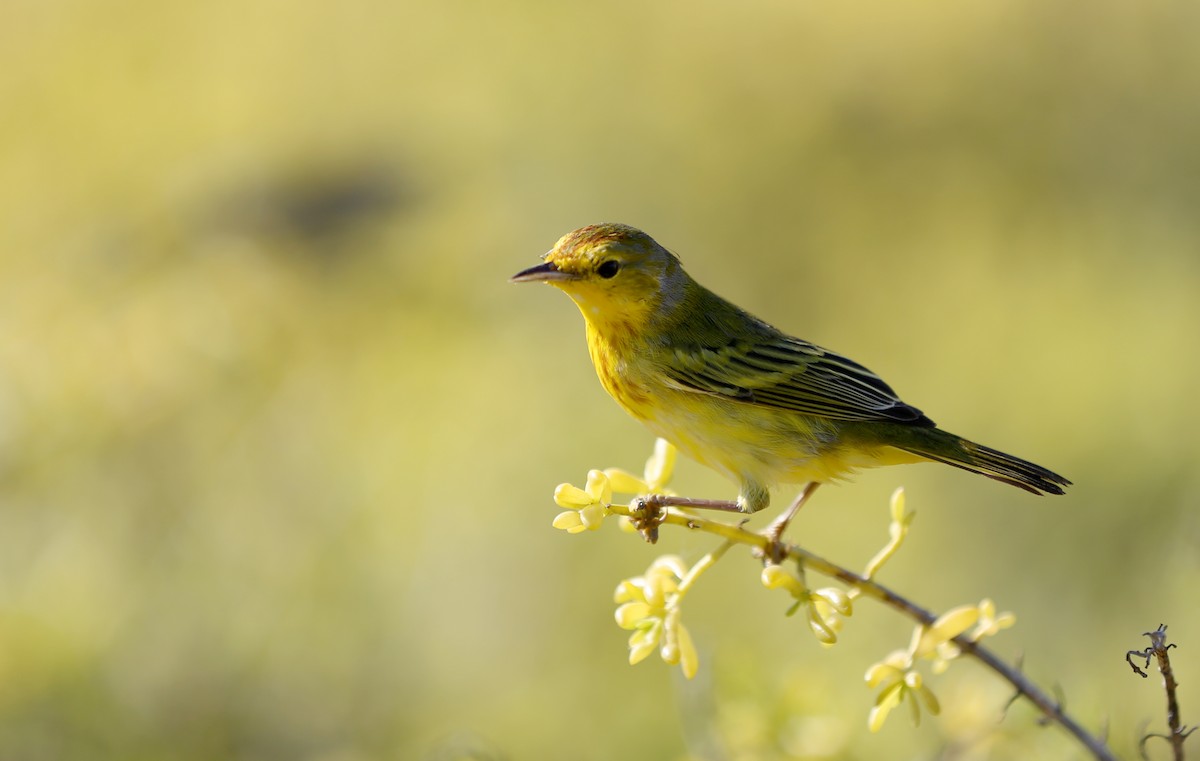 Yellow Warbler (Galapagos) - ML180569451