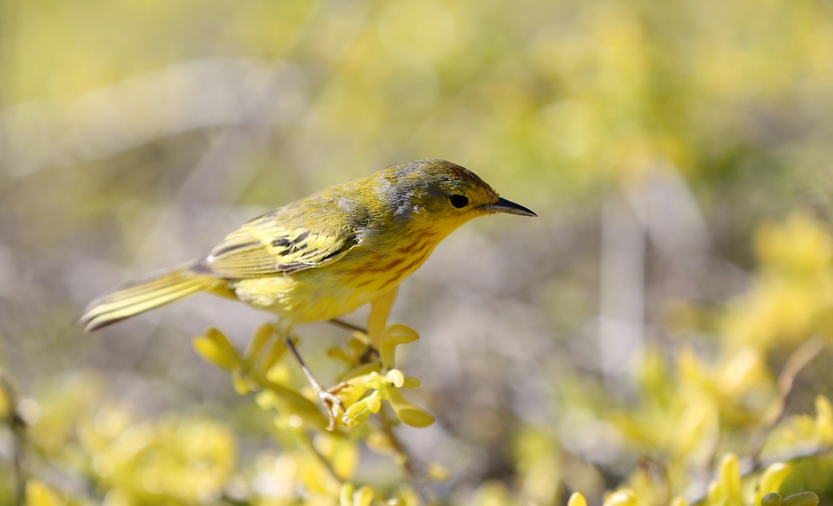Yellow Warbler (Galapagos) - Livia Santana