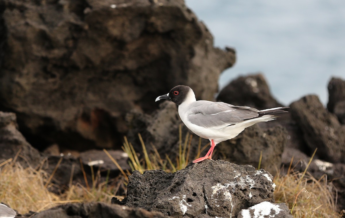 racek galapážský - ML180569531