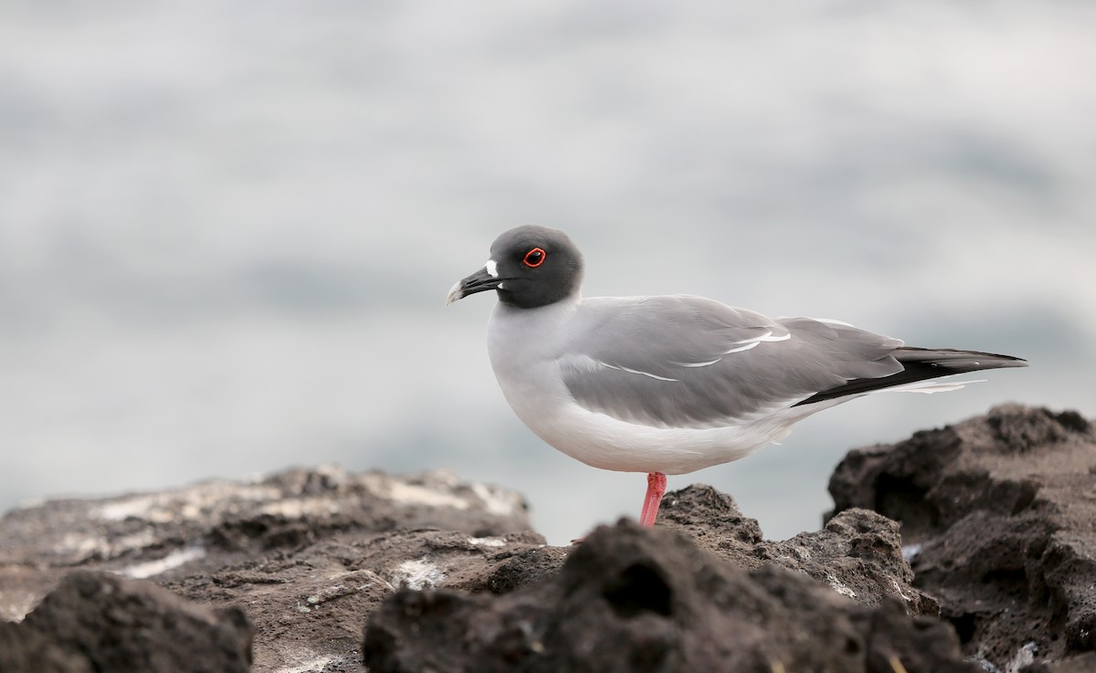 Gaviota Tijereta - ML180569671