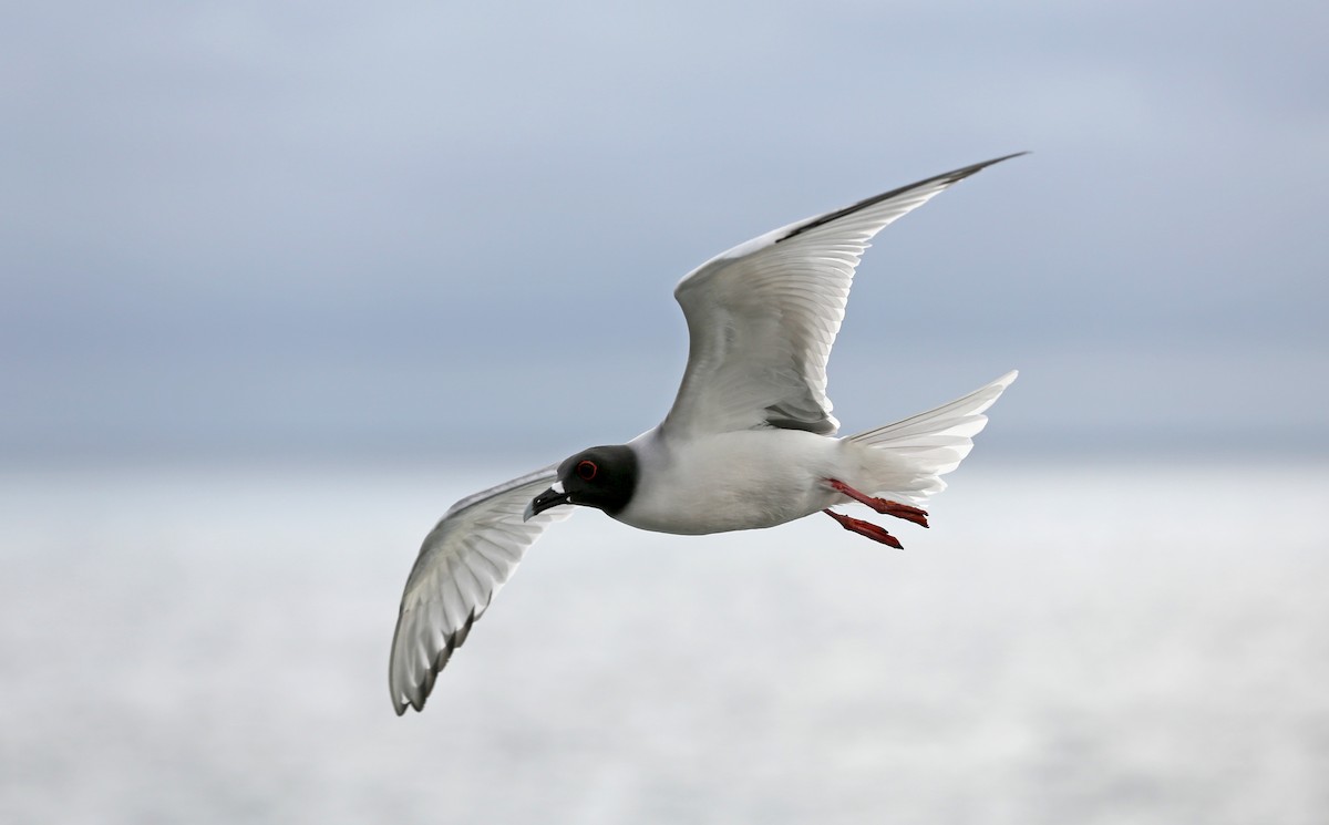 Mouette à queue fourchue - ML180569801