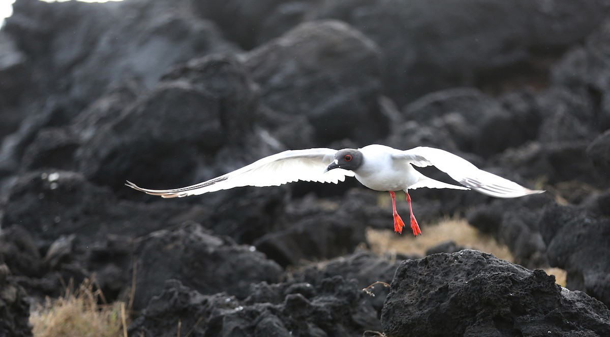 Swallow-tailed Gull - ML180570031