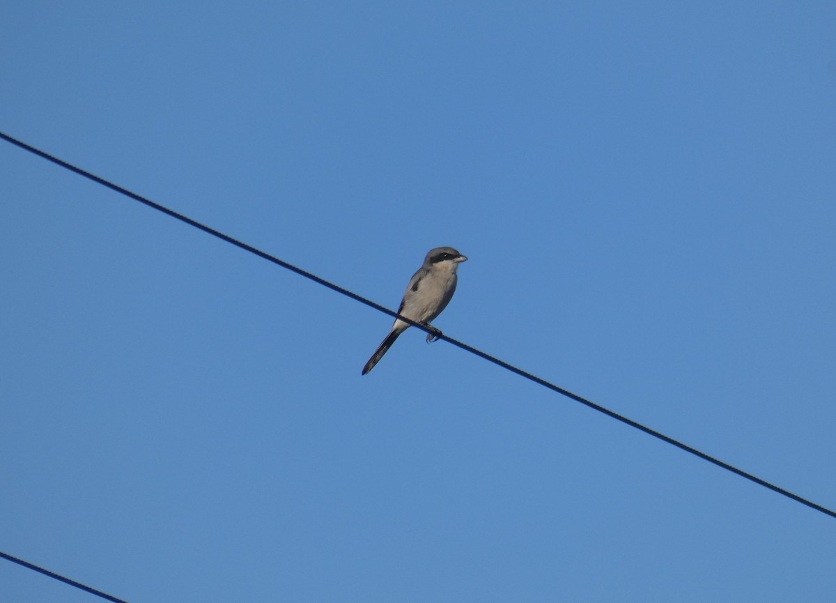 Loggerhead Shrike - ML180570231