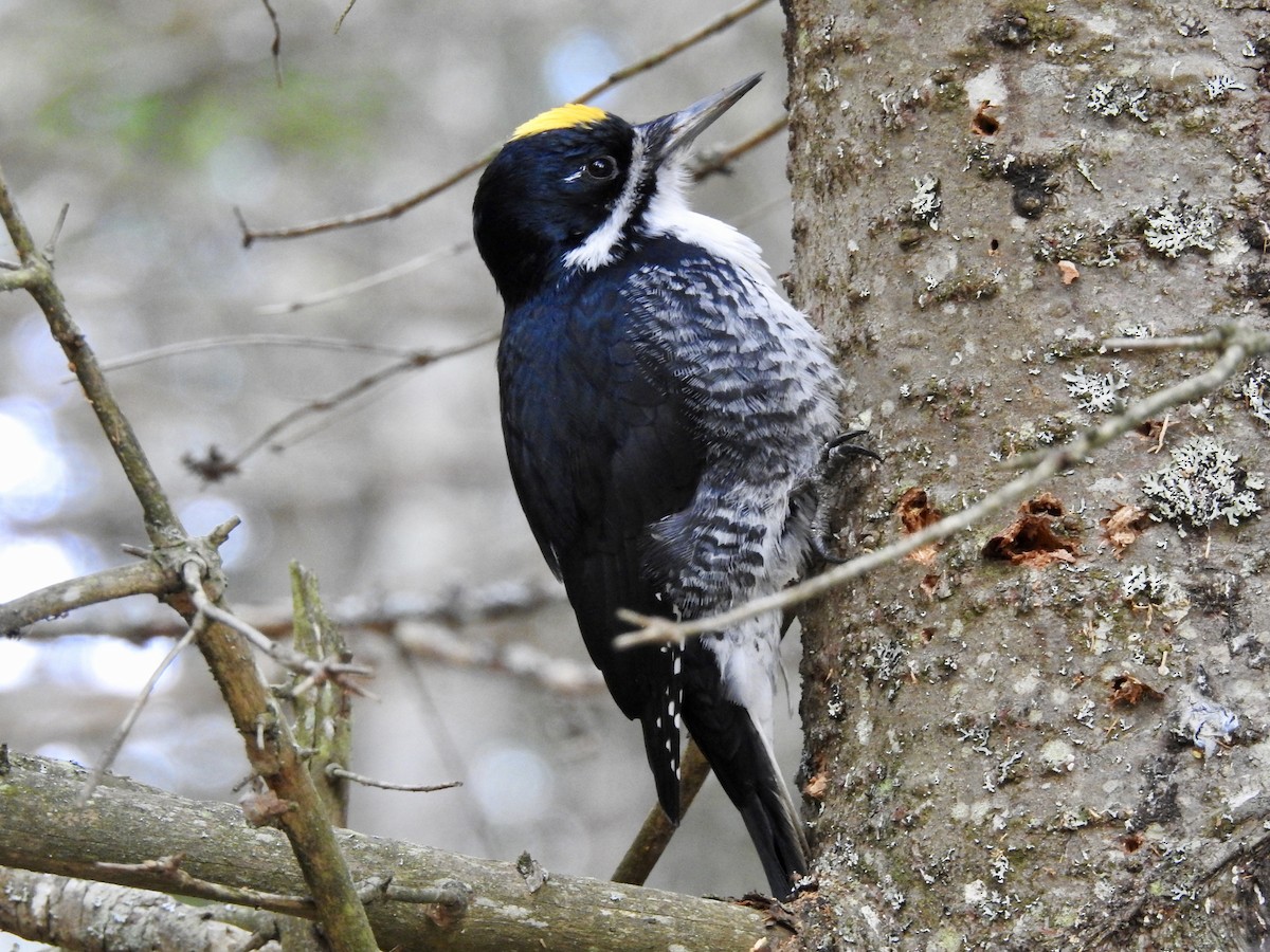 Black-backed Woodpecker - Cindy Burley