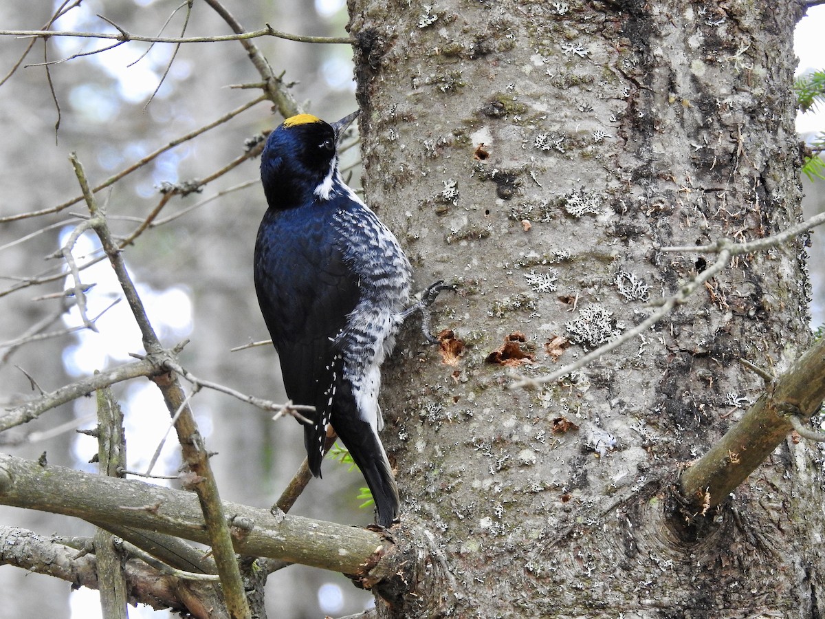 Black-backed Woodpecker - Cindy Burley