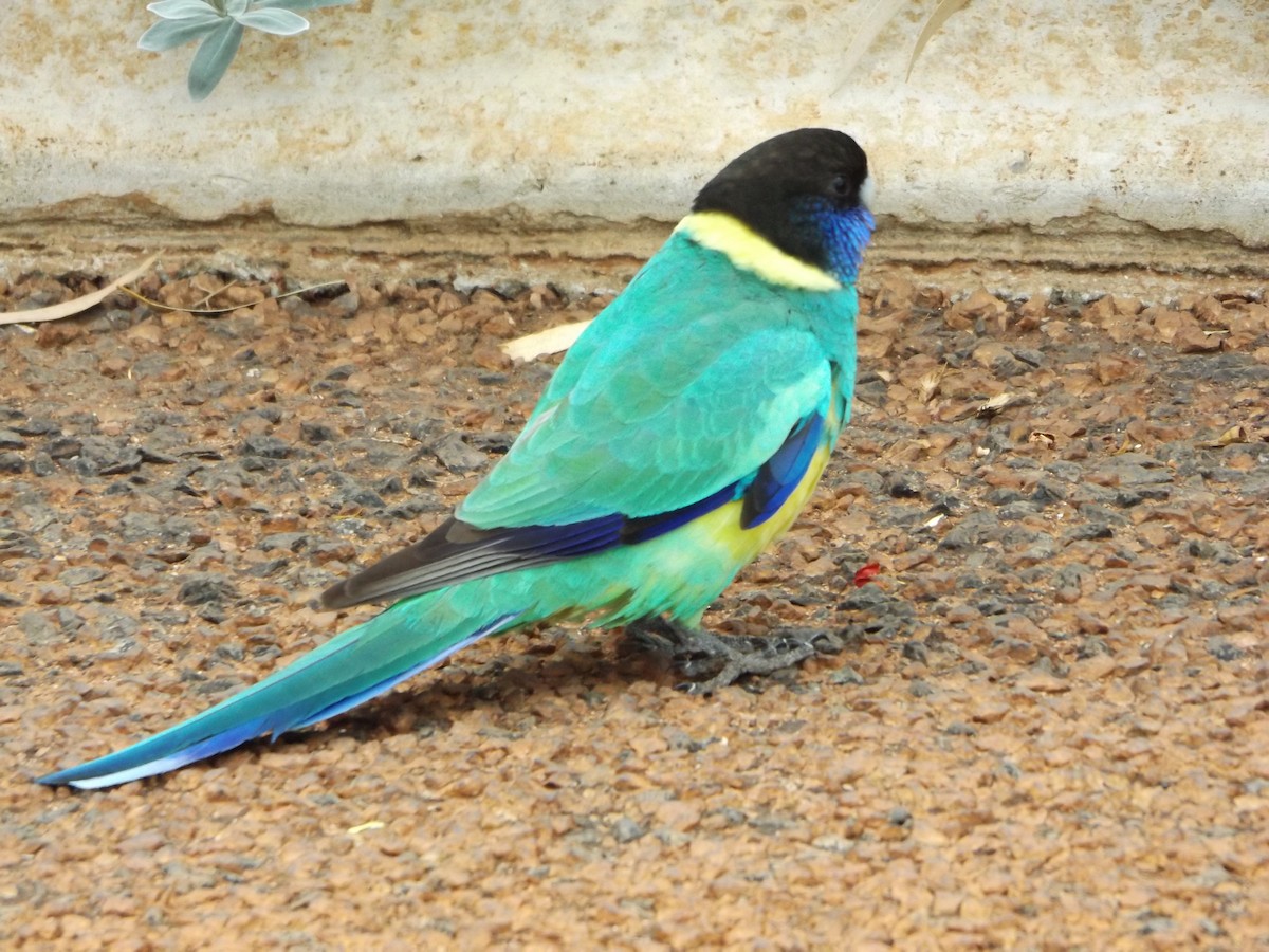 Australian Ringneck - ML180572101