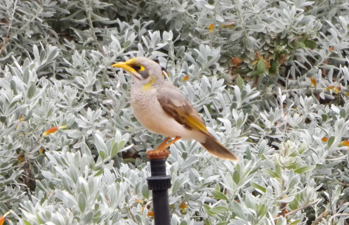 Yellow-throated Miner - ML180572131