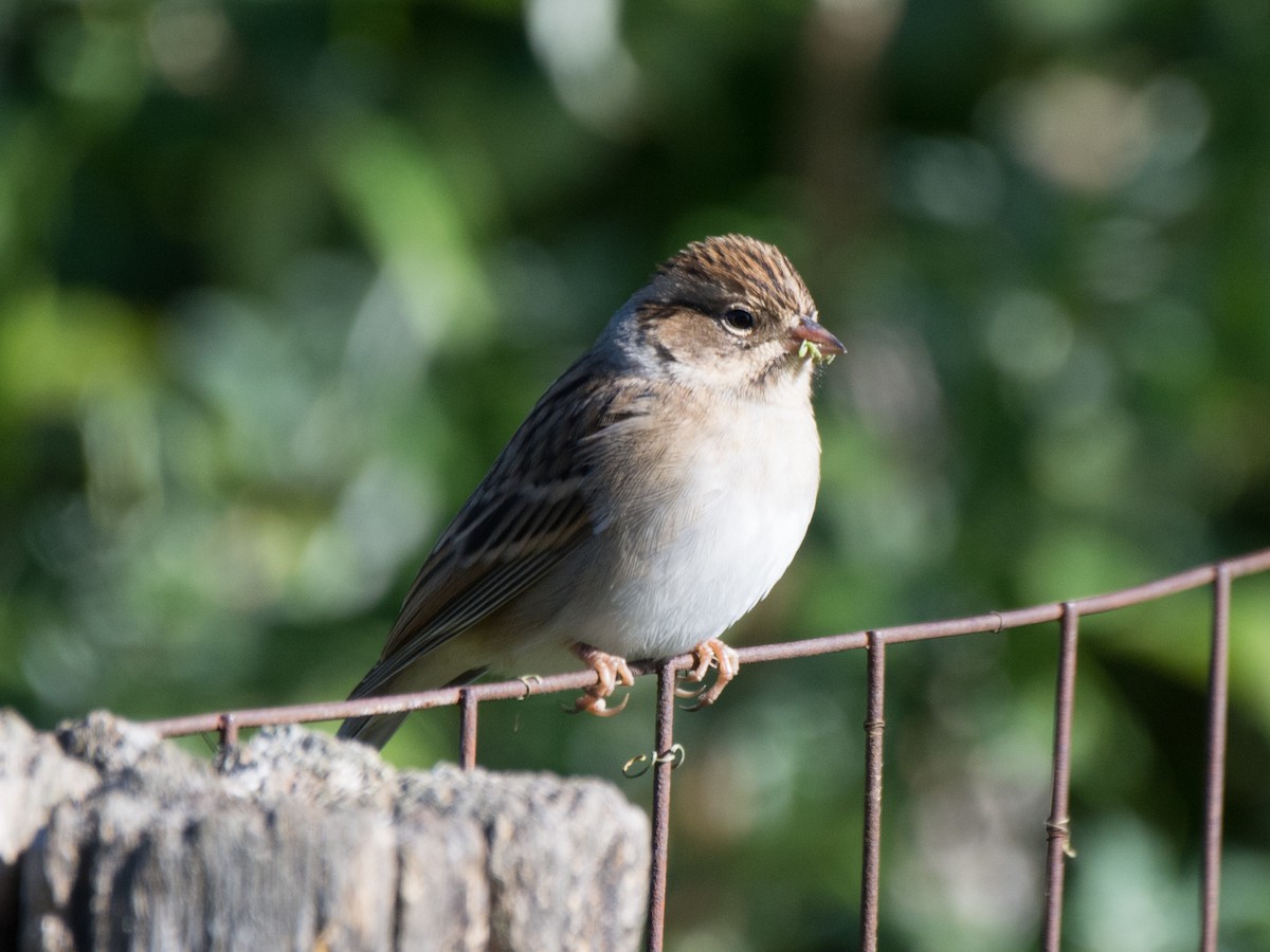 Clay-colored Sparrow - ML180573851