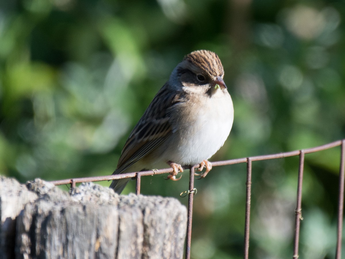 Clay-colored Sparrow - ML180573861