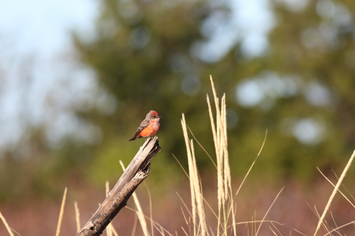 Vermilion Flycatcher - Milton Collins