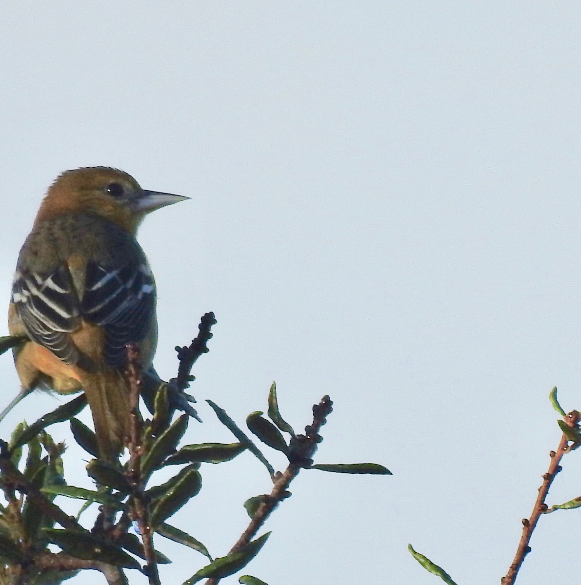 Baltimore Oriole - Susan Thome-Barrett