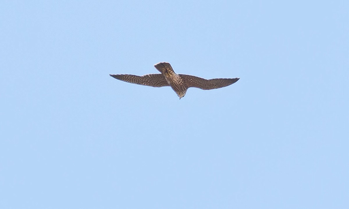 Peregrine Falcon (North American) - ML180575471