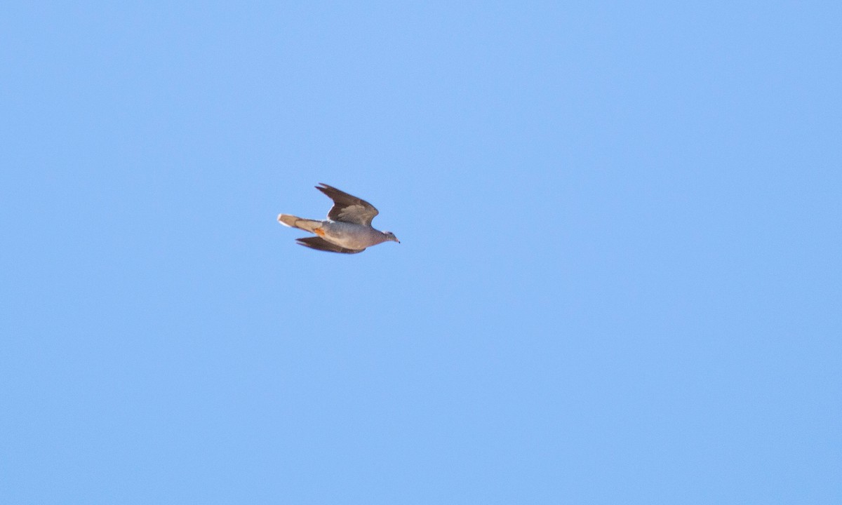 Band-tailed Pigeon - ML180575641