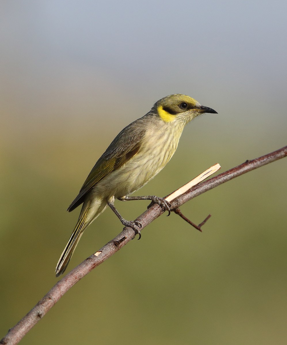 Gray-fronted Honeyeater - Marc Gardner