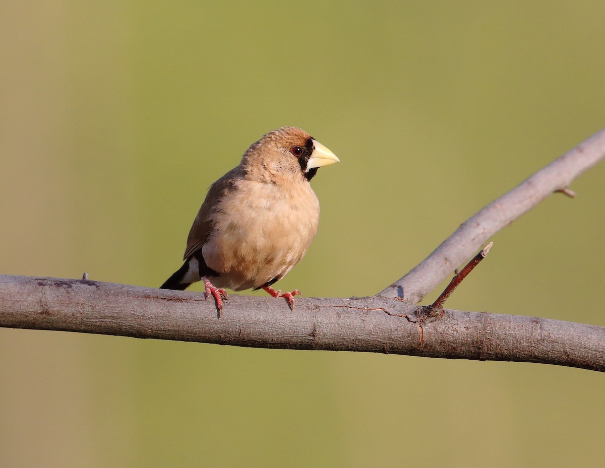 Masked Finch - Marc Gardner