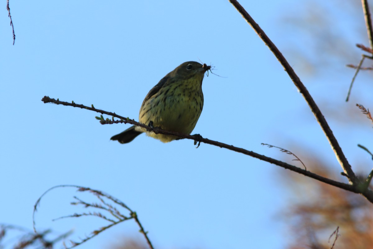 Kirtland's Warbler - ML180581051