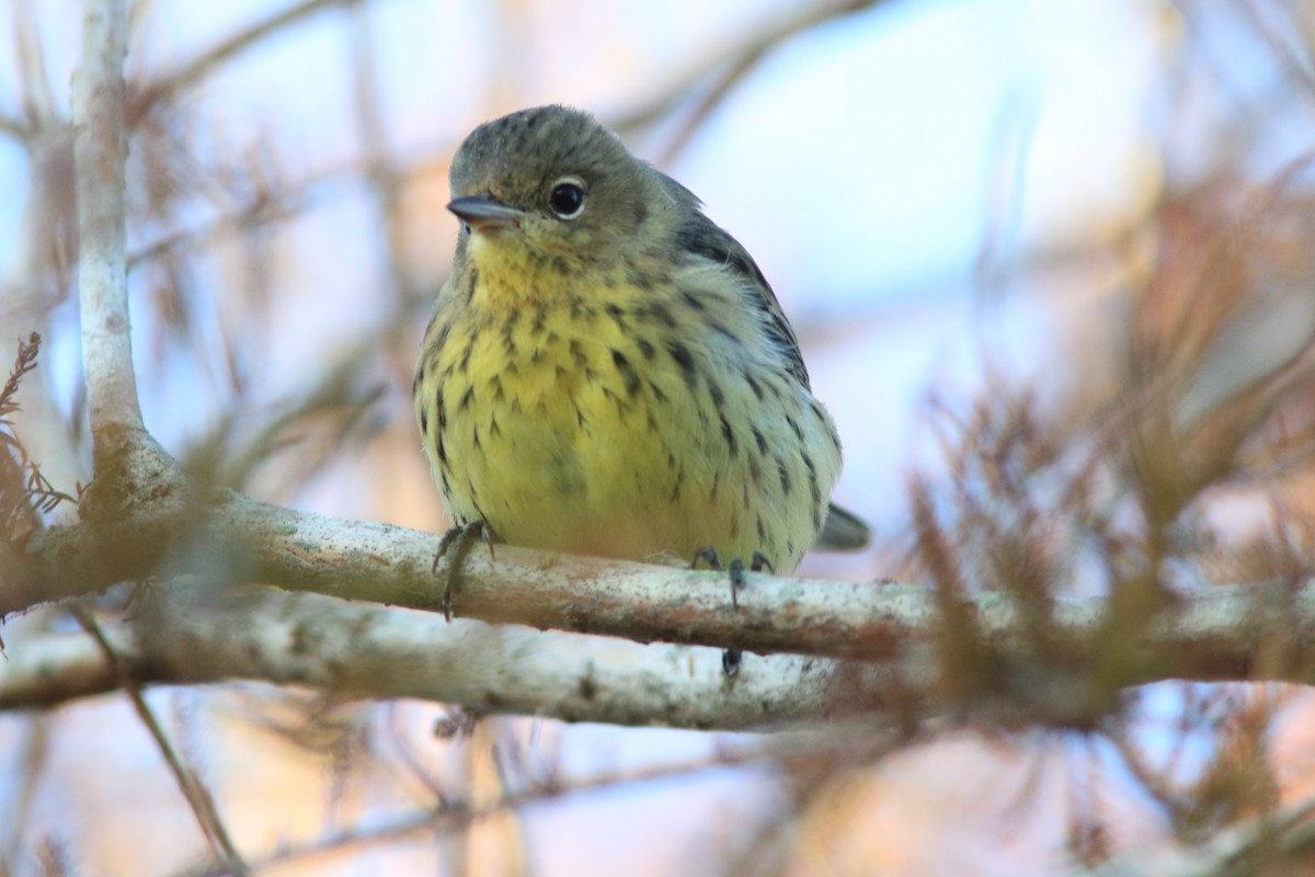 Kirtland's Warbler - ML180581151