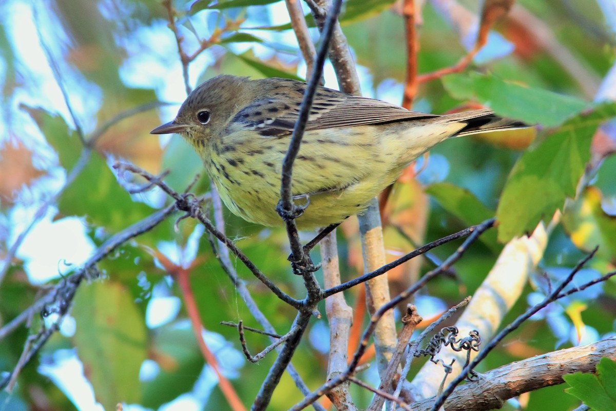 Kirtland's Warbler - ML180581241