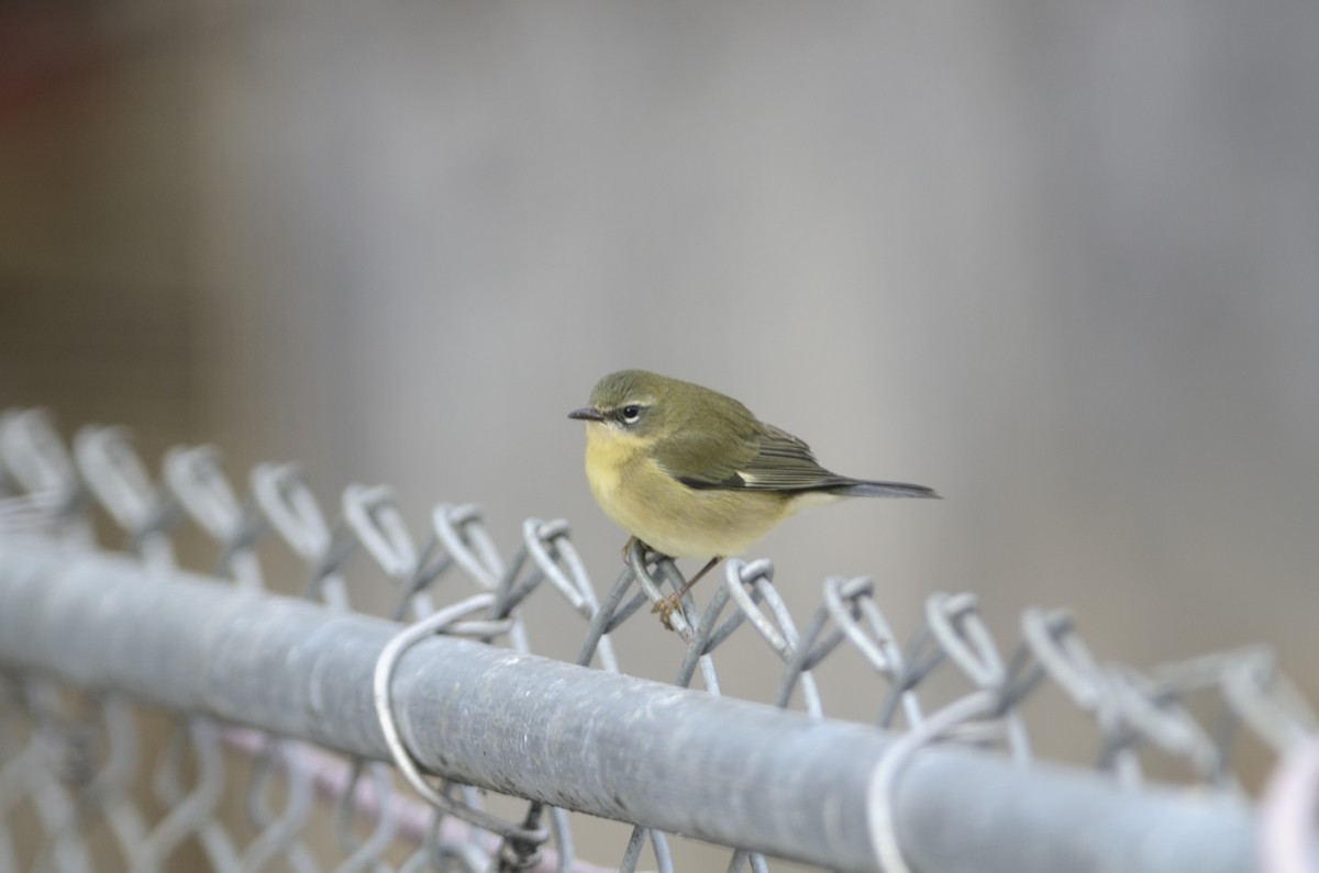 Black-throated Blue Warbler - ML180583661