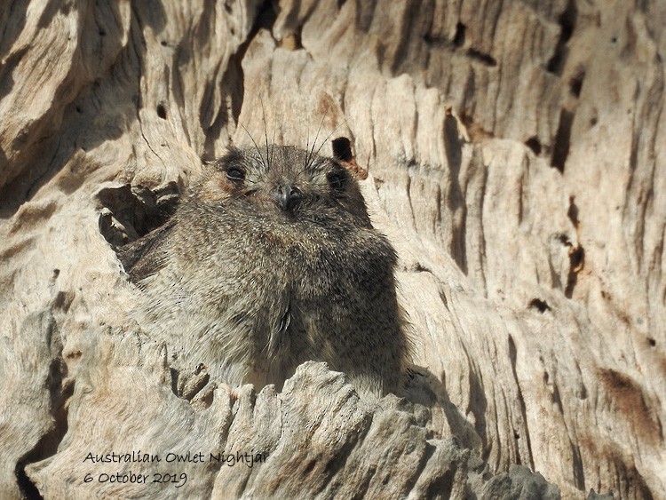 Australian Owlet-nightjar - Marie Tarrant