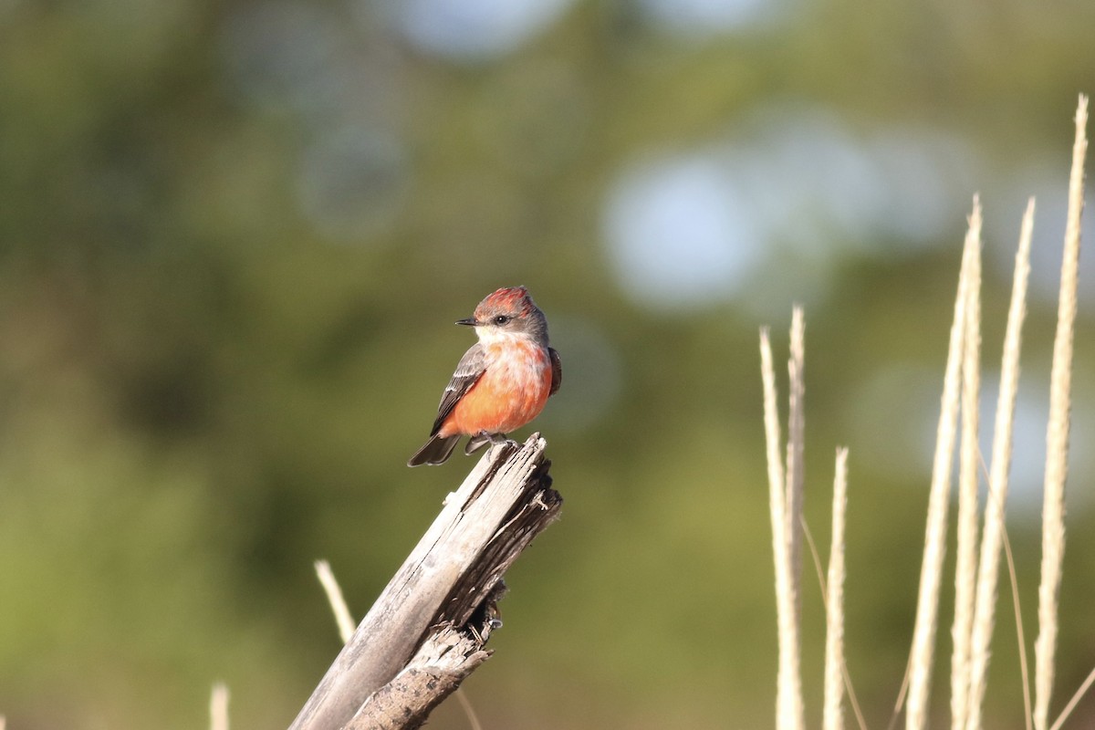 Vermilion Flycatcher - Milton Collins