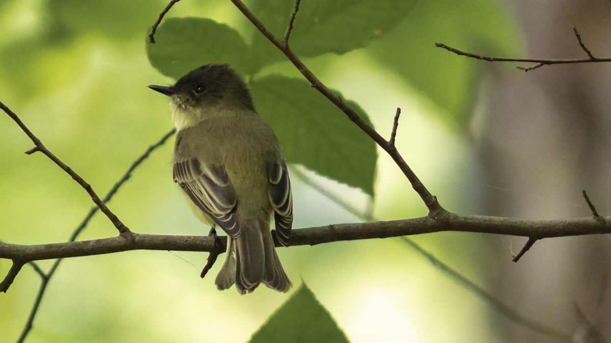 Eastern Phoebe - ML180587601